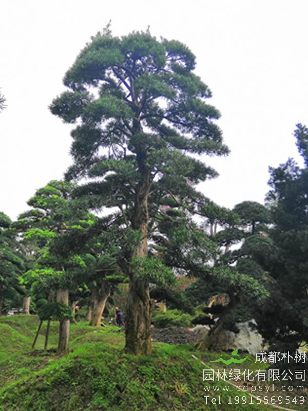 台湾罗汉松适用怎样的土质？